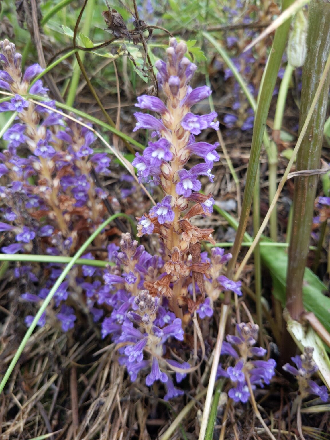 Sortie Histoire de Plantes - Sanilhac en Ardèche