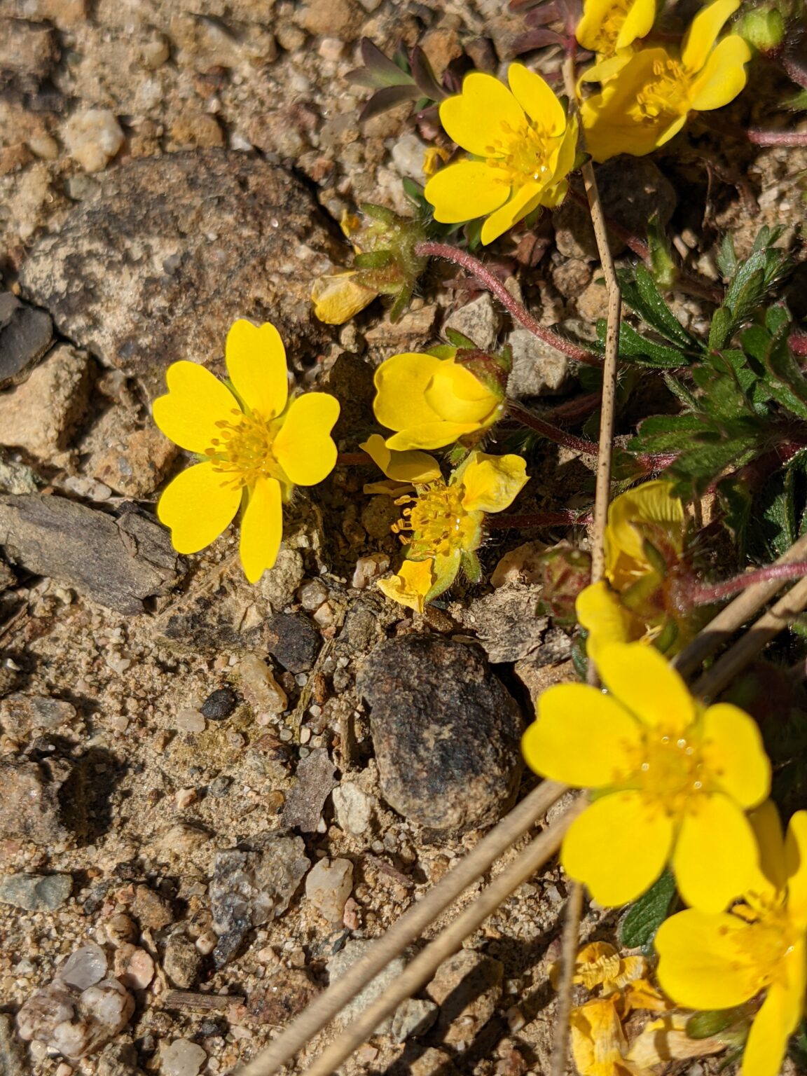 Découverte des plantes de la Garrigue ardèchoise