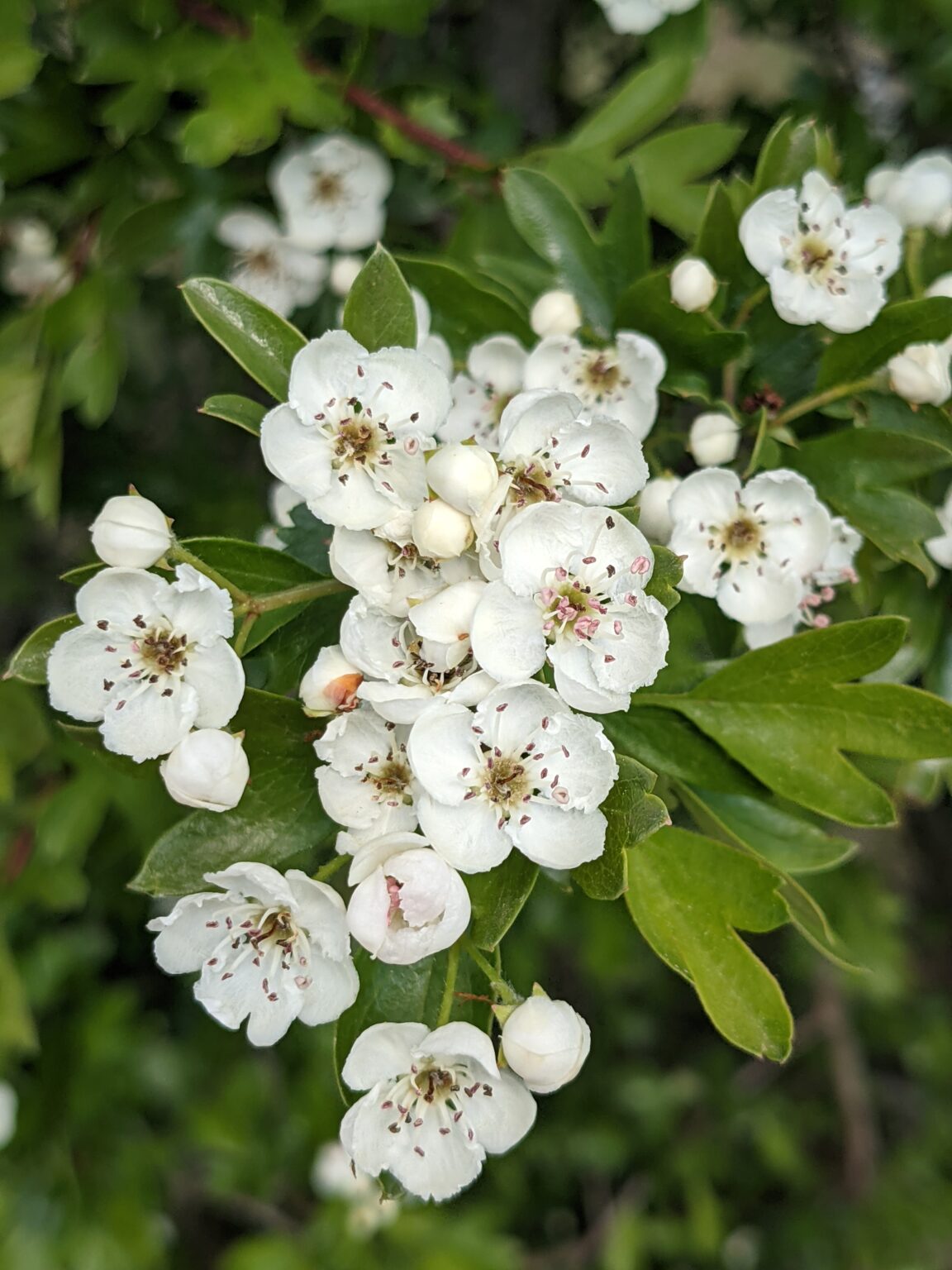 Médicinales et Comestibles - Sortie Plantes Sauvage à Ribes