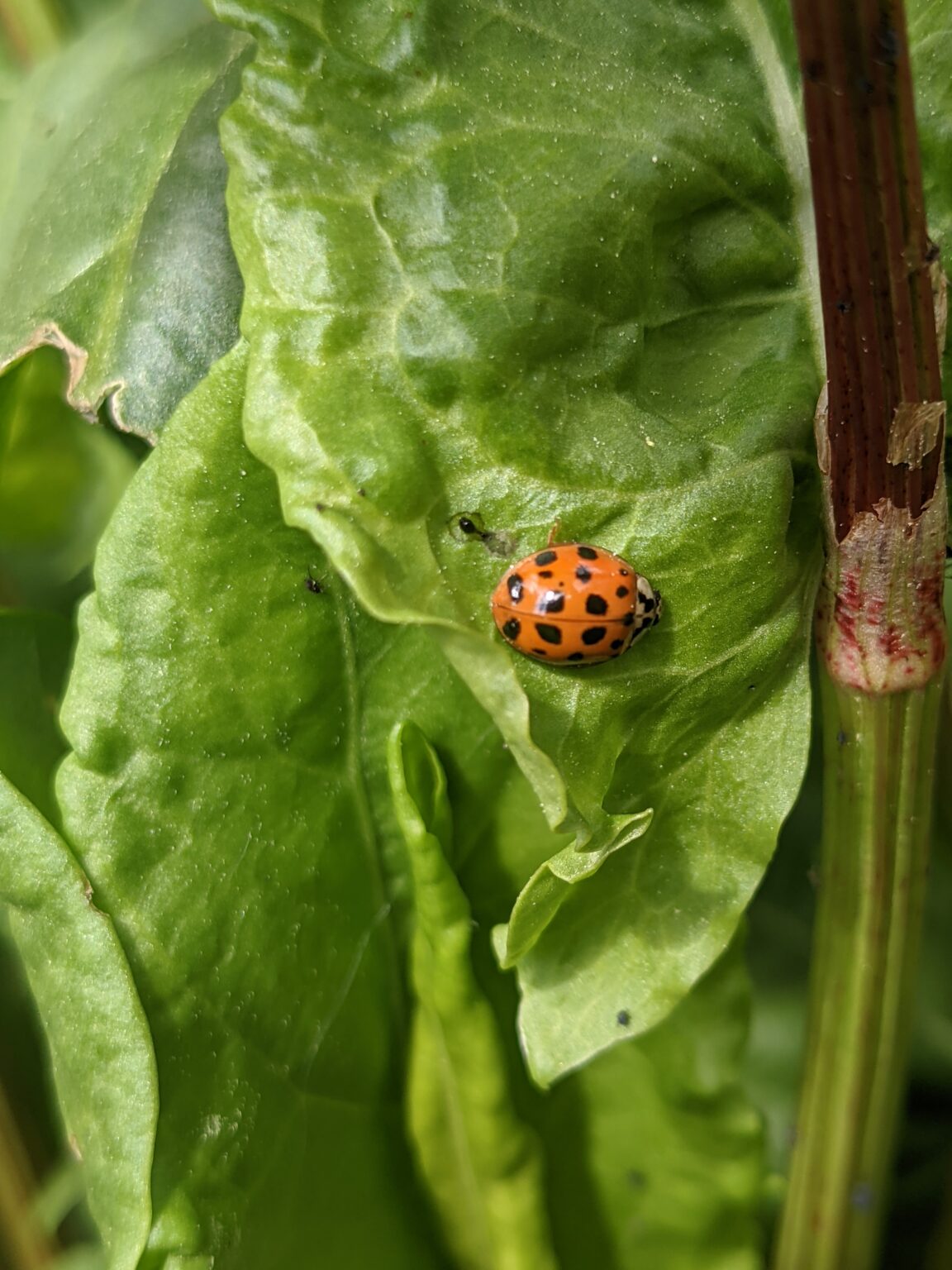 Sortie Plantes Sauvages - 9 juin 2024 - Laurac