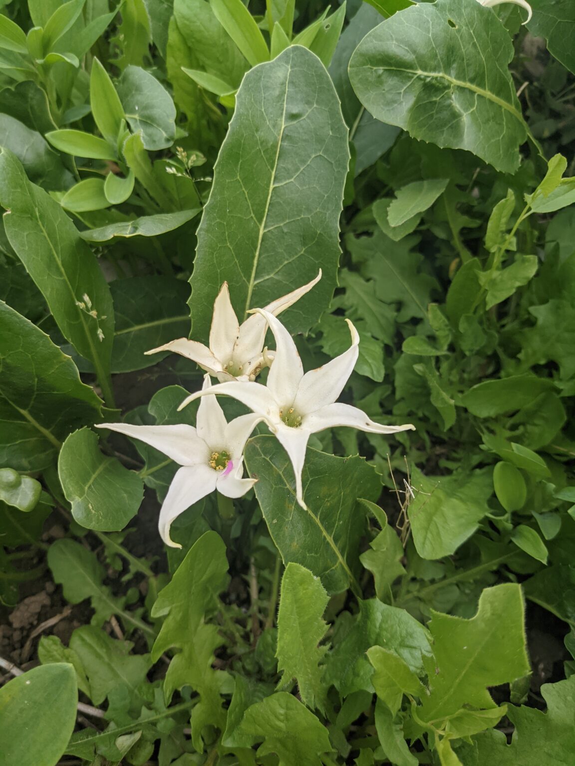 Sortie Outils Numériques sur les Plantes - Joyeuse