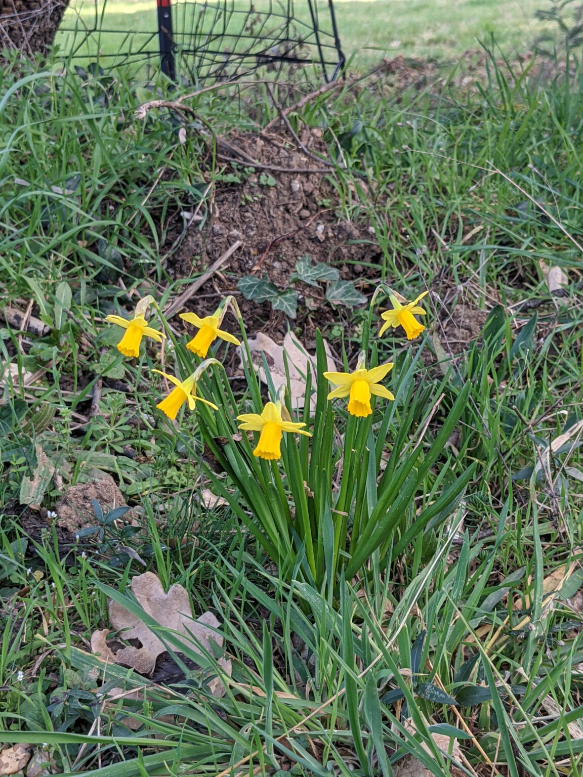 Le voyage chez les plantes - jeudi 14 mai