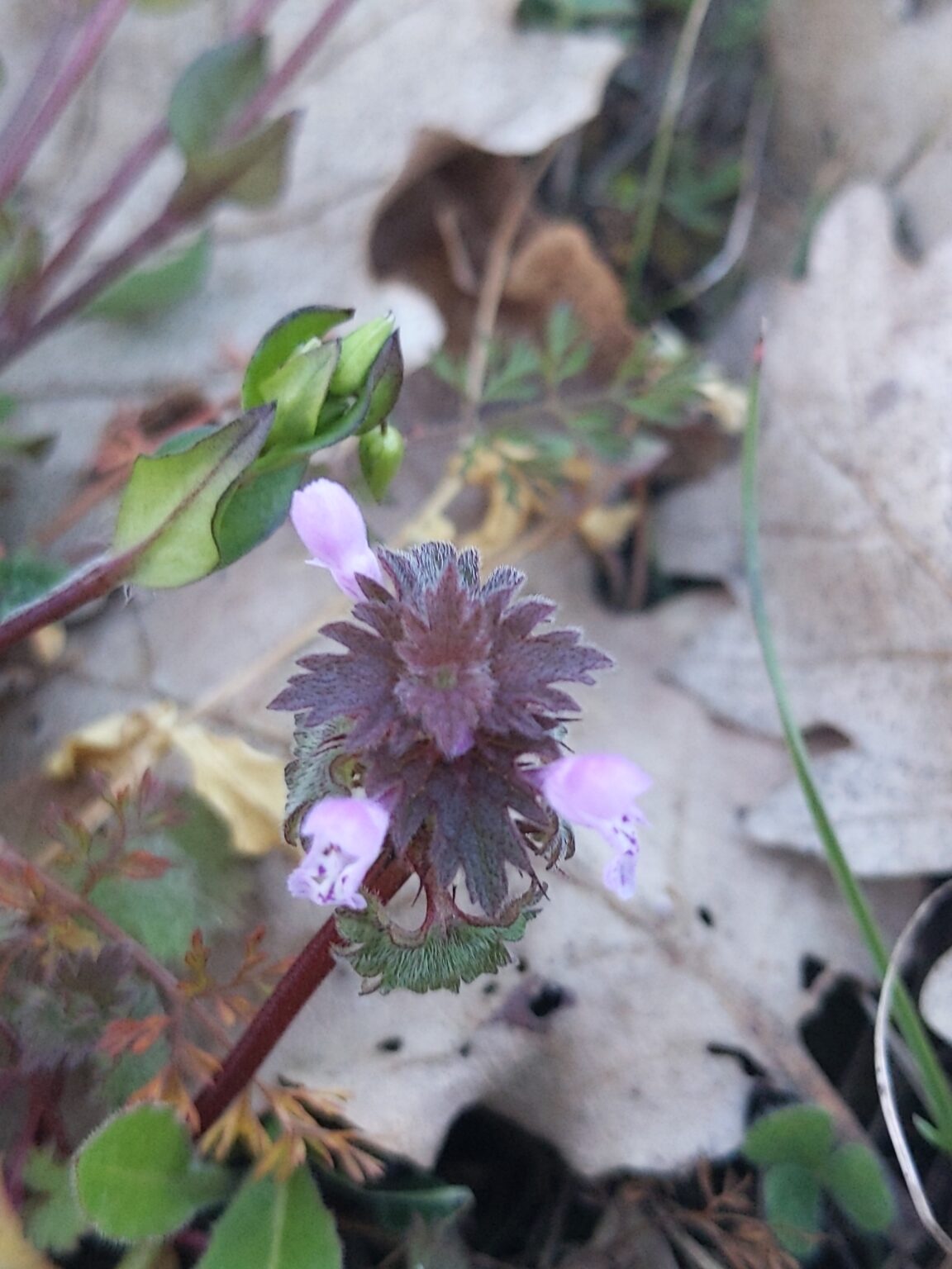 Le voyage chez les plantes - samedi 16 mai