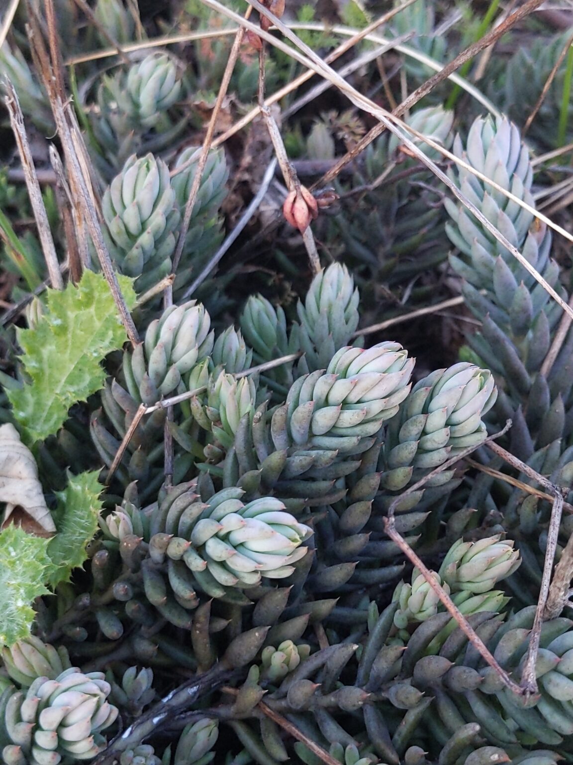 Le voyage chez les plantes - dimanche 17 mai