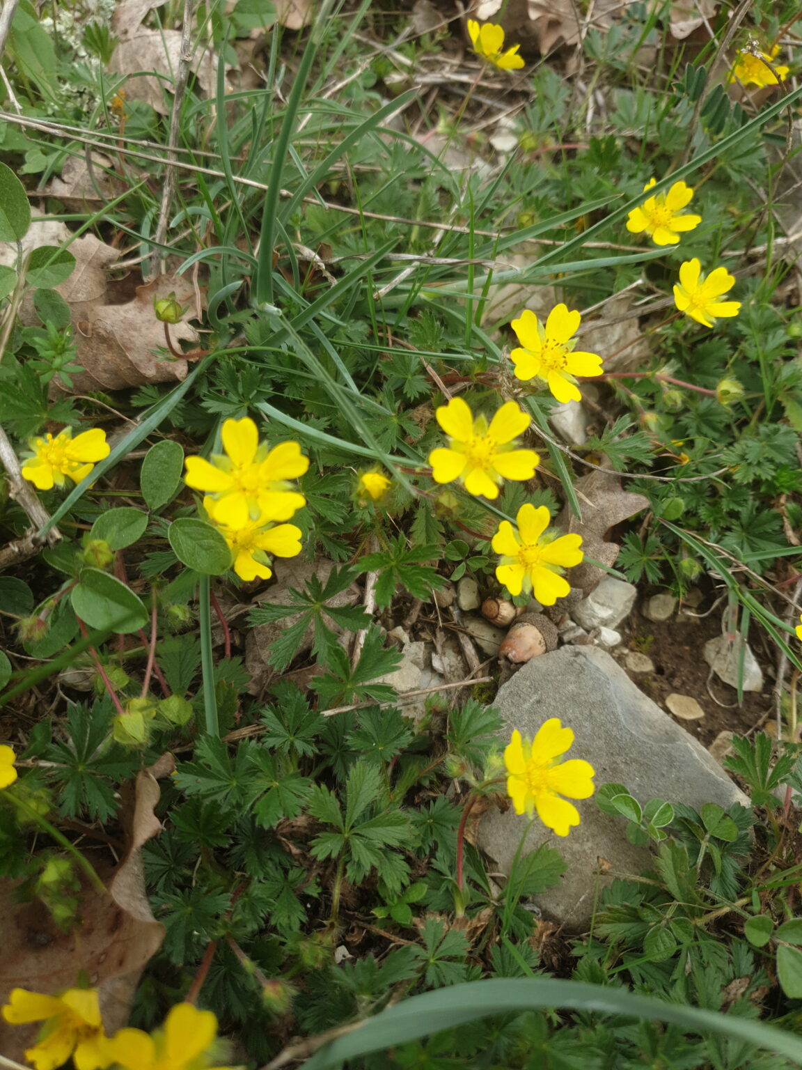 Sortie à Laurac le 11/04/2024