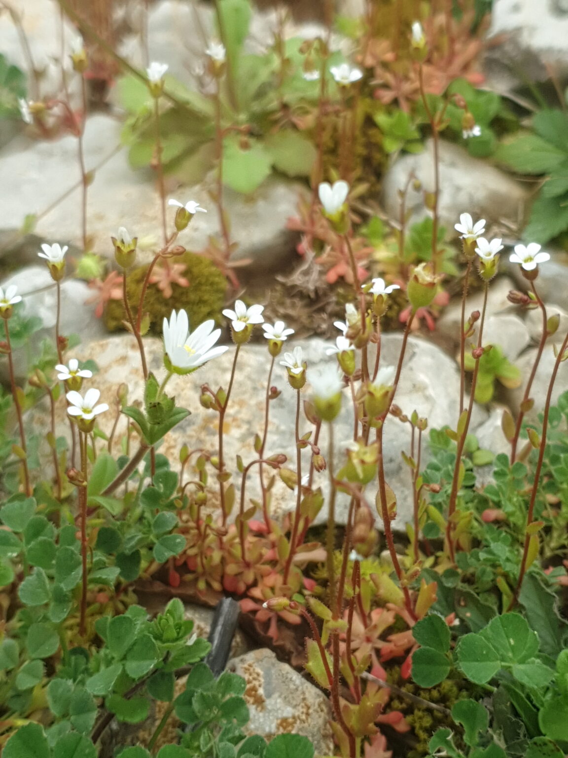 Les Plantes de la Garrigue en Ardèche