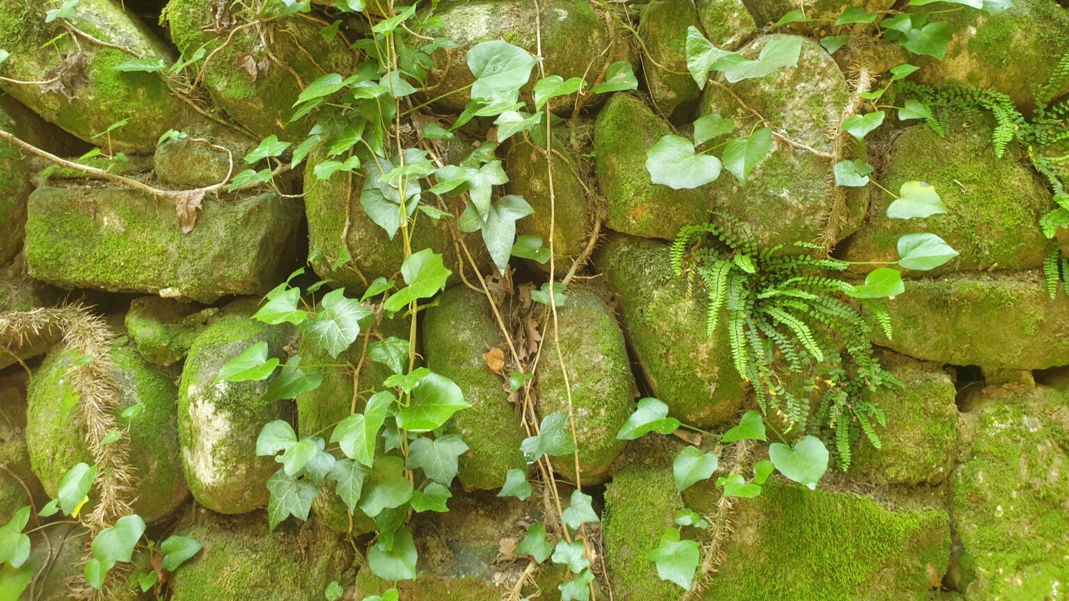 Sortie Plantes urbaines & des villes aux Vans