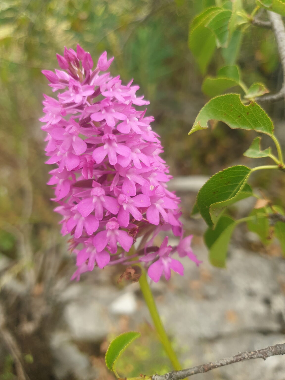 Plantes sauvages de garrigues - Sortie Bois de Paiolive - 22 juin
