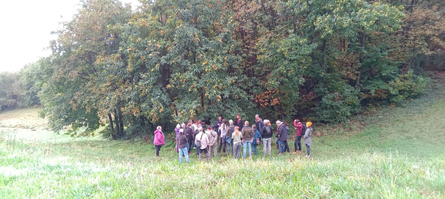 Plantes sauvages de l'Automne