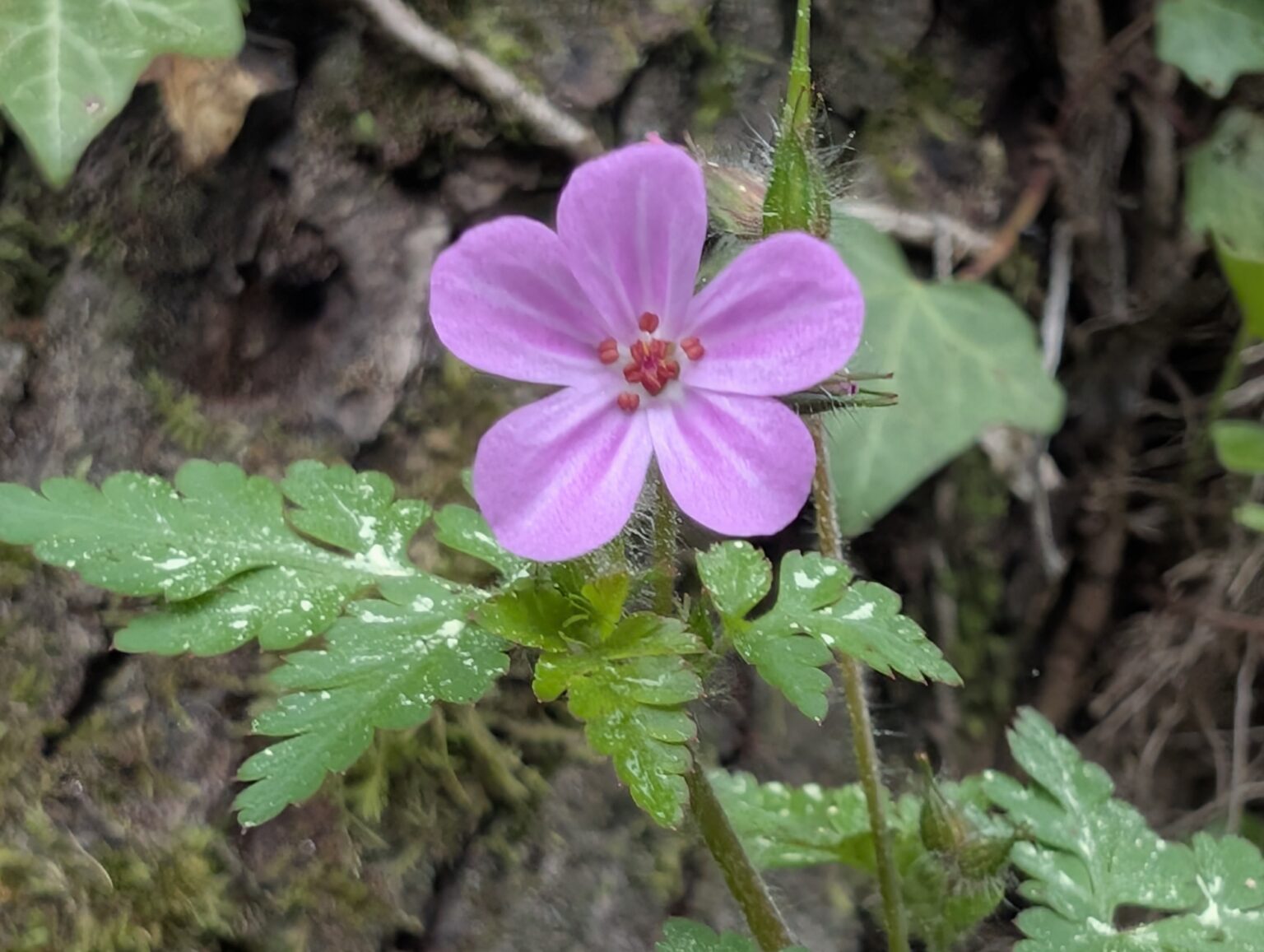 Classer les plantes pour les reconnaître - Laurac en Vivarais / Ardèche 07