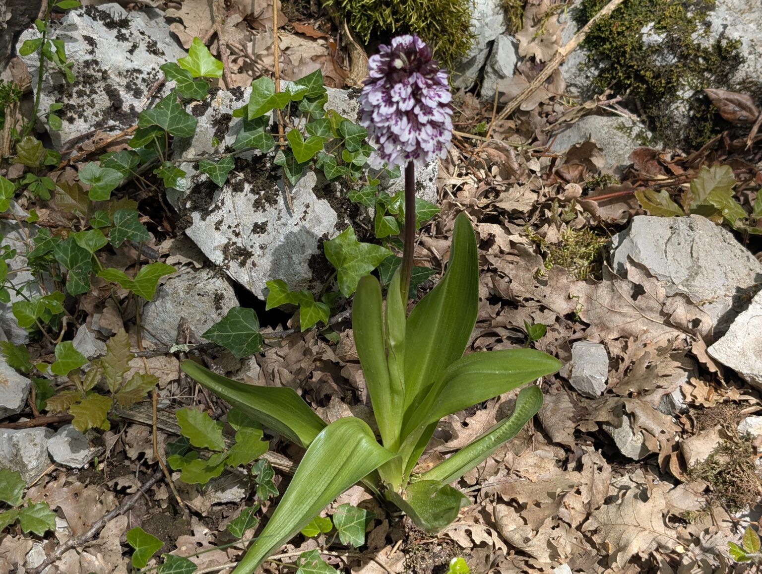 Balade botanique à Planzolles, Ardèche